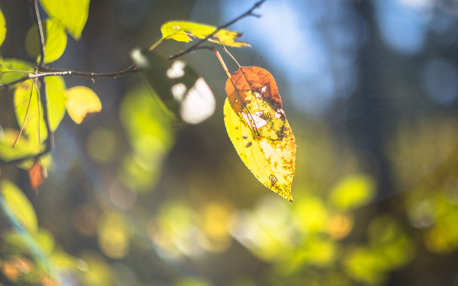 Photo #14131873