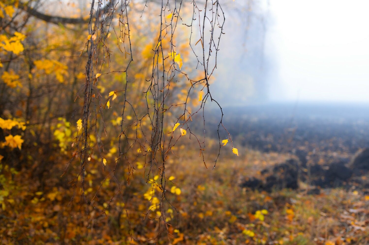 Photo #14131898