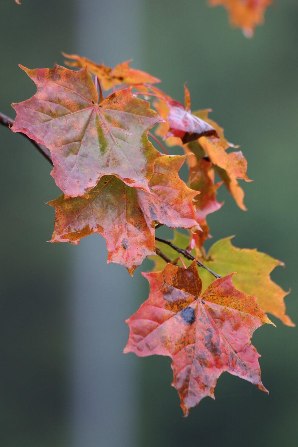 Photo #14132207