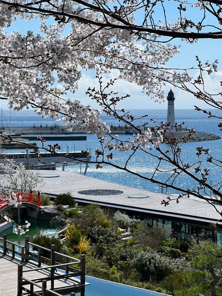 Сакура и маяк / Sakura and the Lighthouse