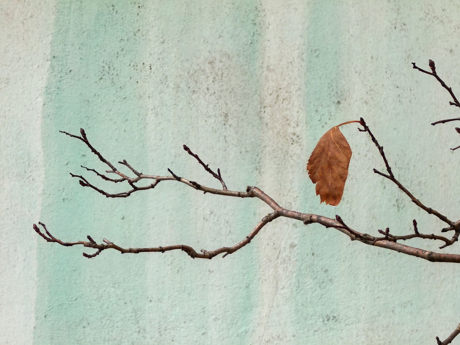 Photo #14132294