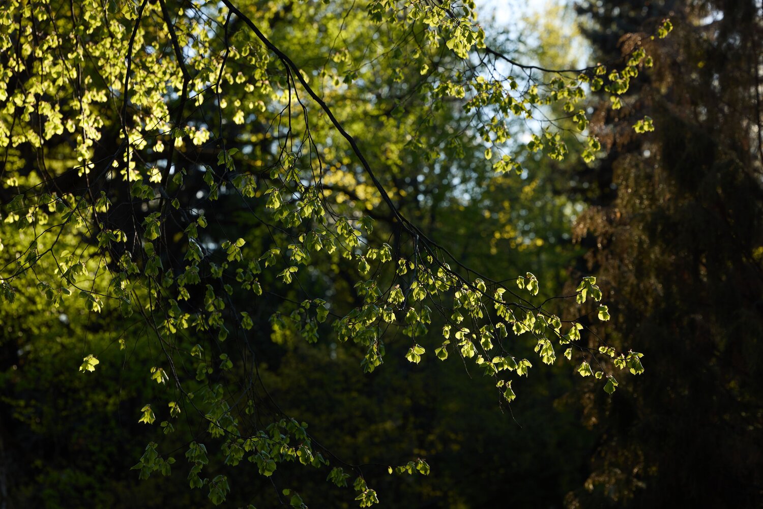 Photo #14132356