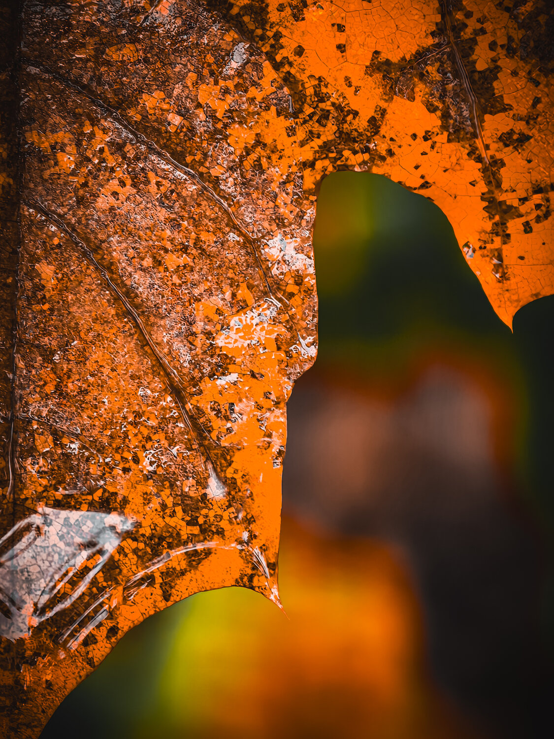 Photo #14132635