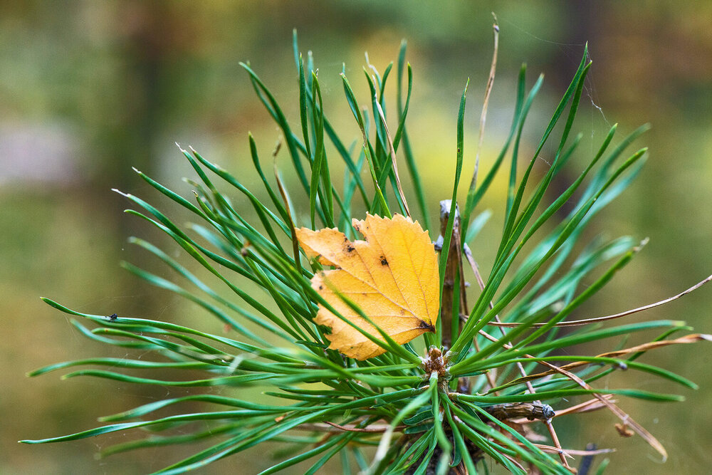 Photograph by Владислав Никишин