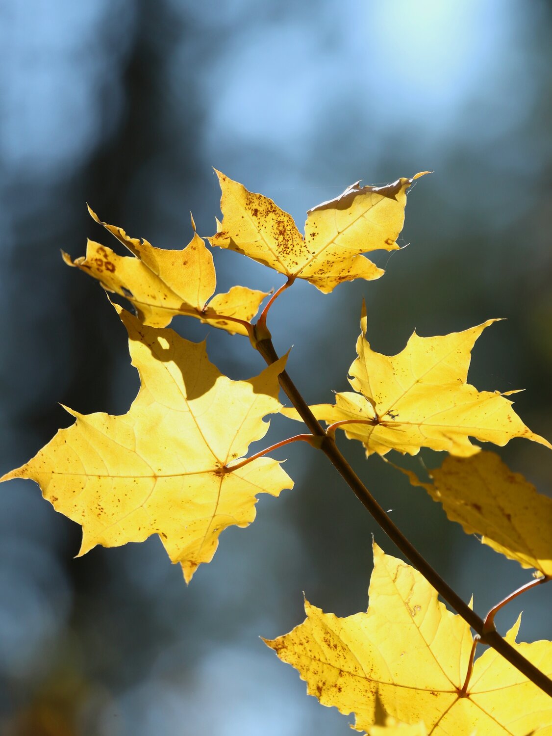 Photo #14133025