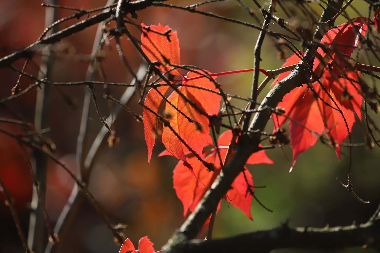 Photo #14133026