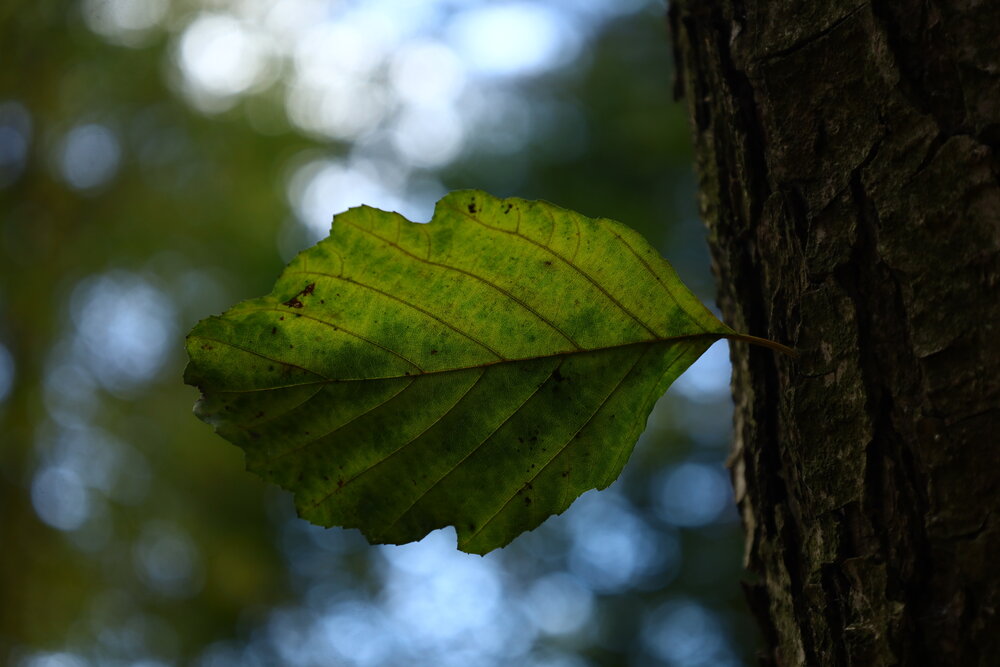 Photograph by Сергей Мезенцов