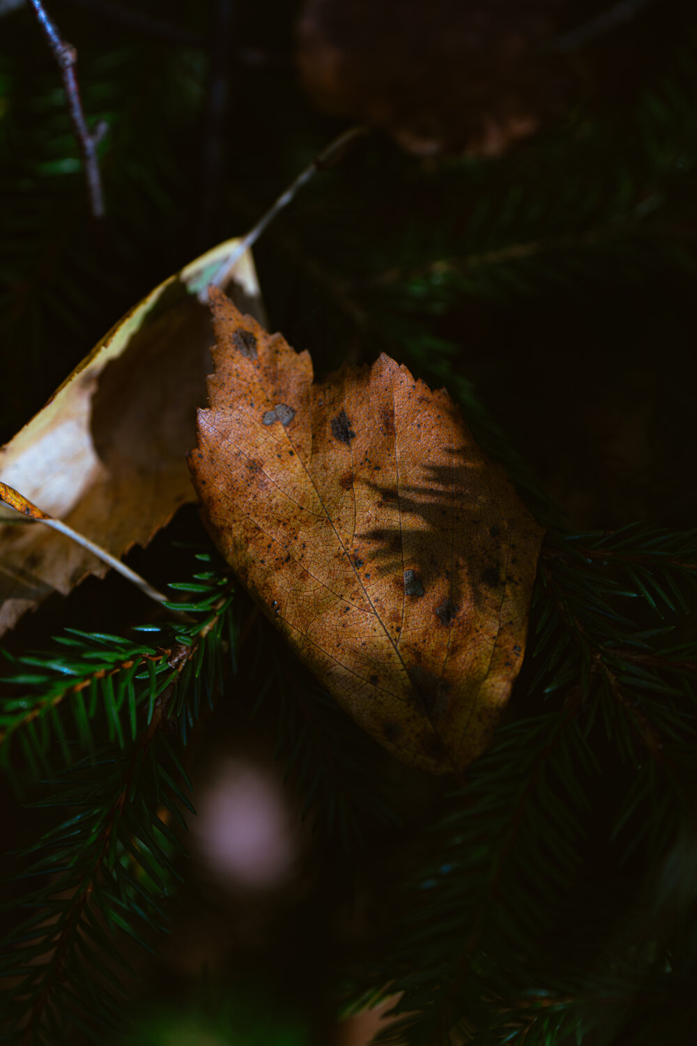 Photo #14133366