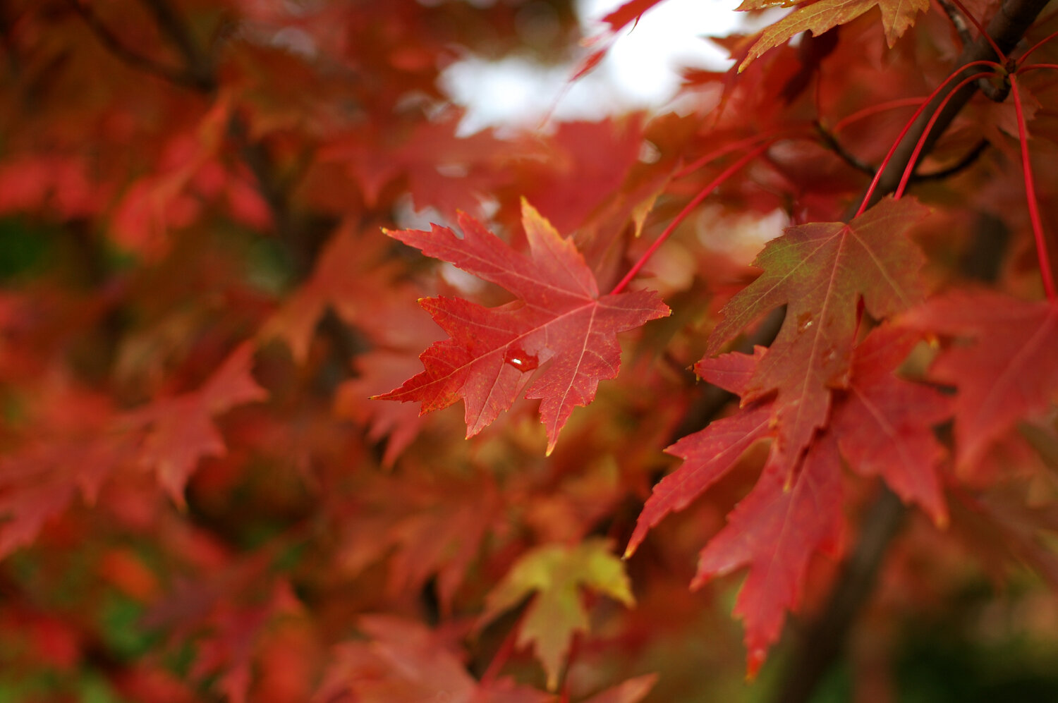 Photo #14133614