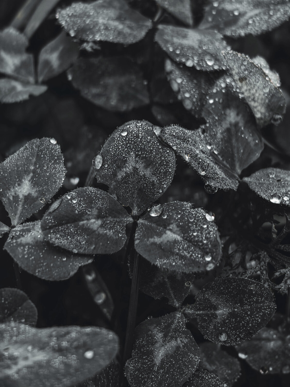 Photo #14133956
