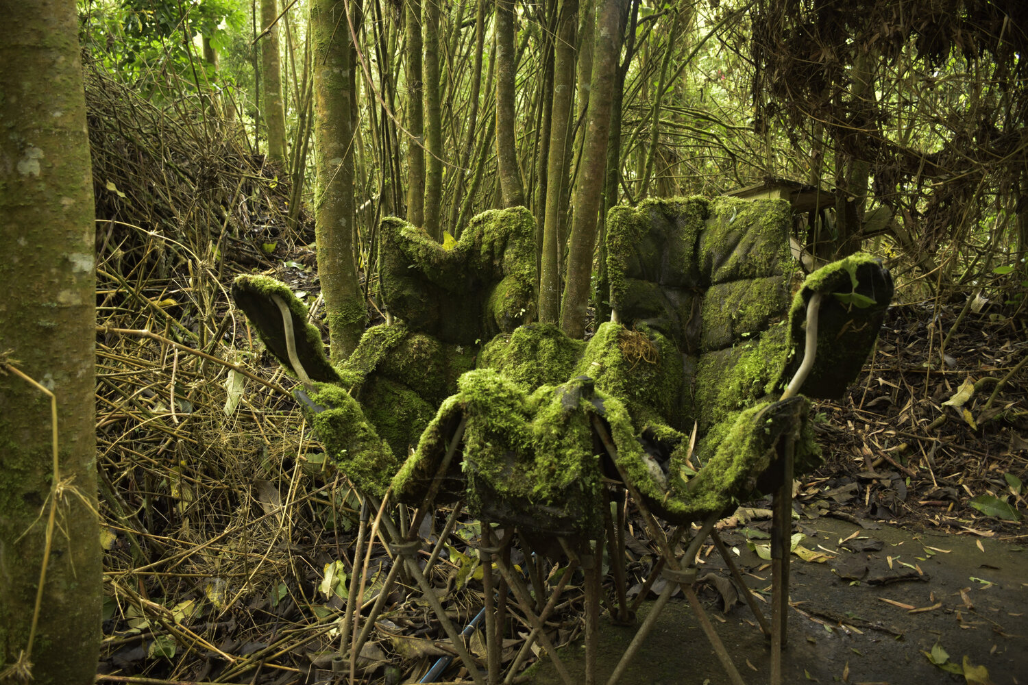 Sillas abandonadas en el bosque