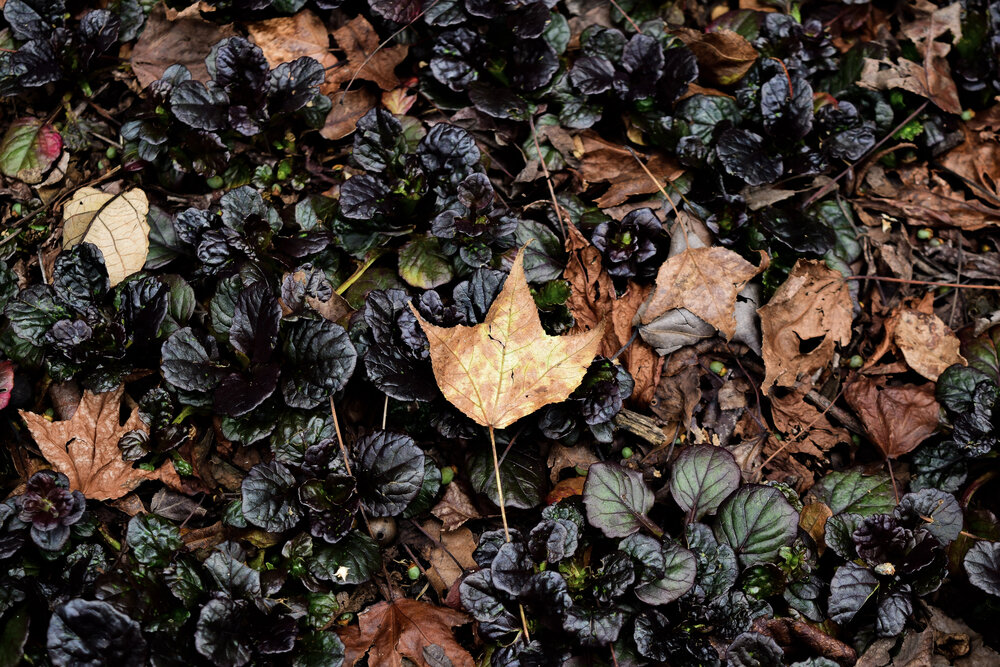 Camino del Jardín Botánico