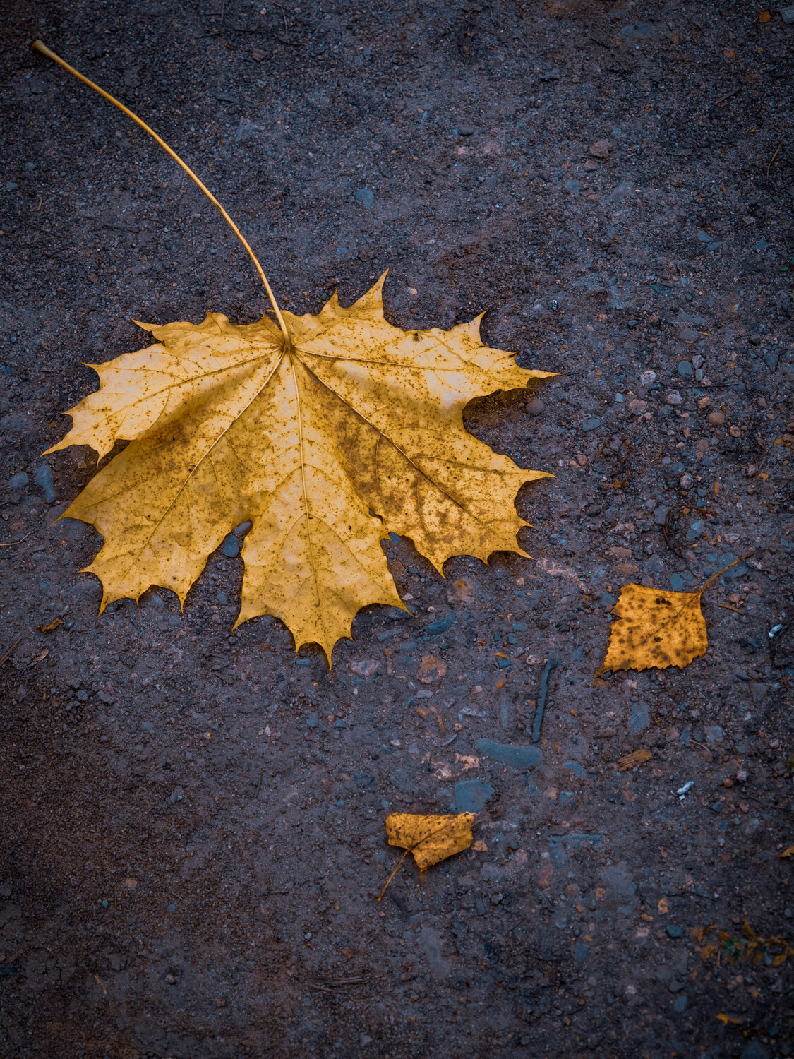 Photo #14134257