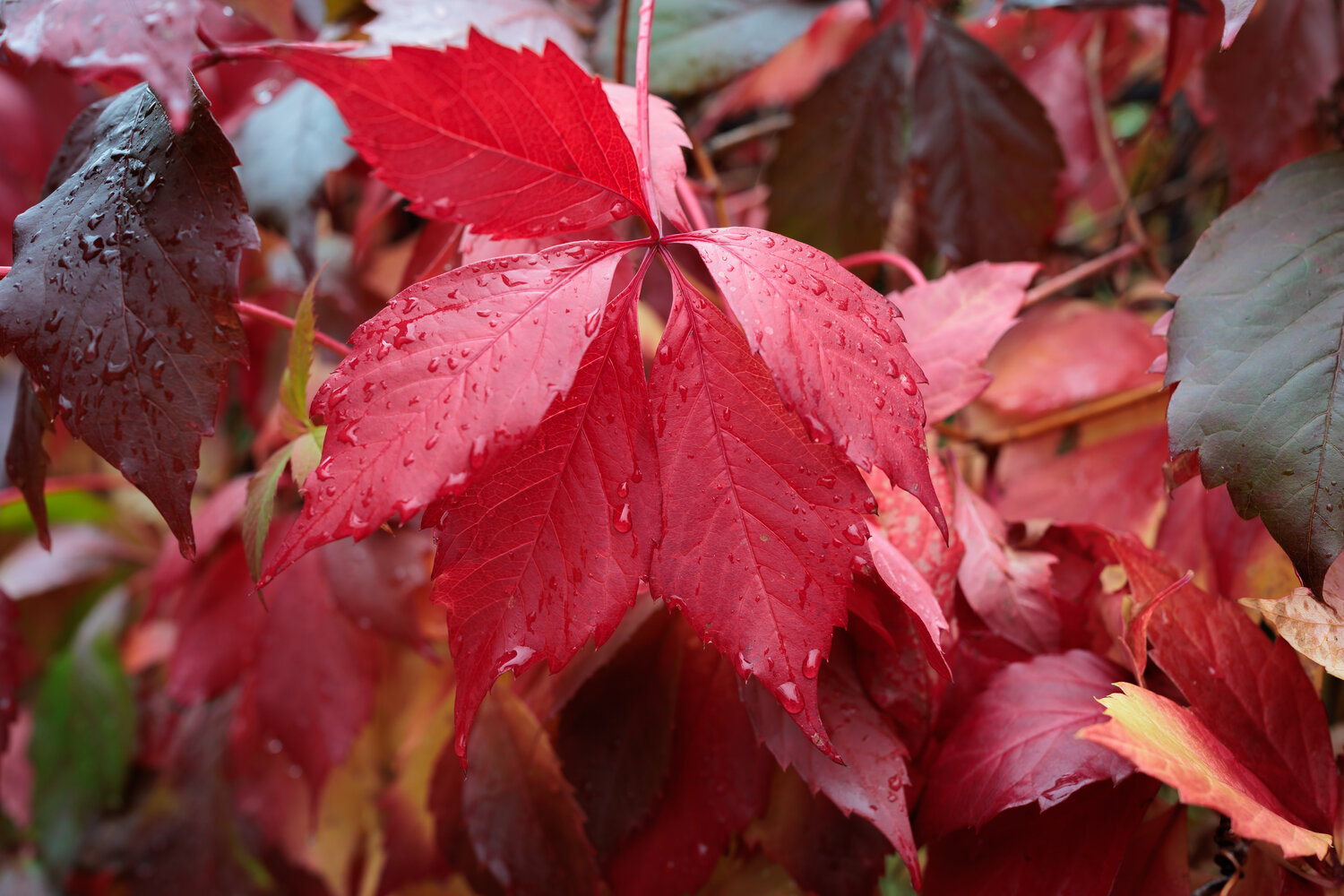 Photo #14134457