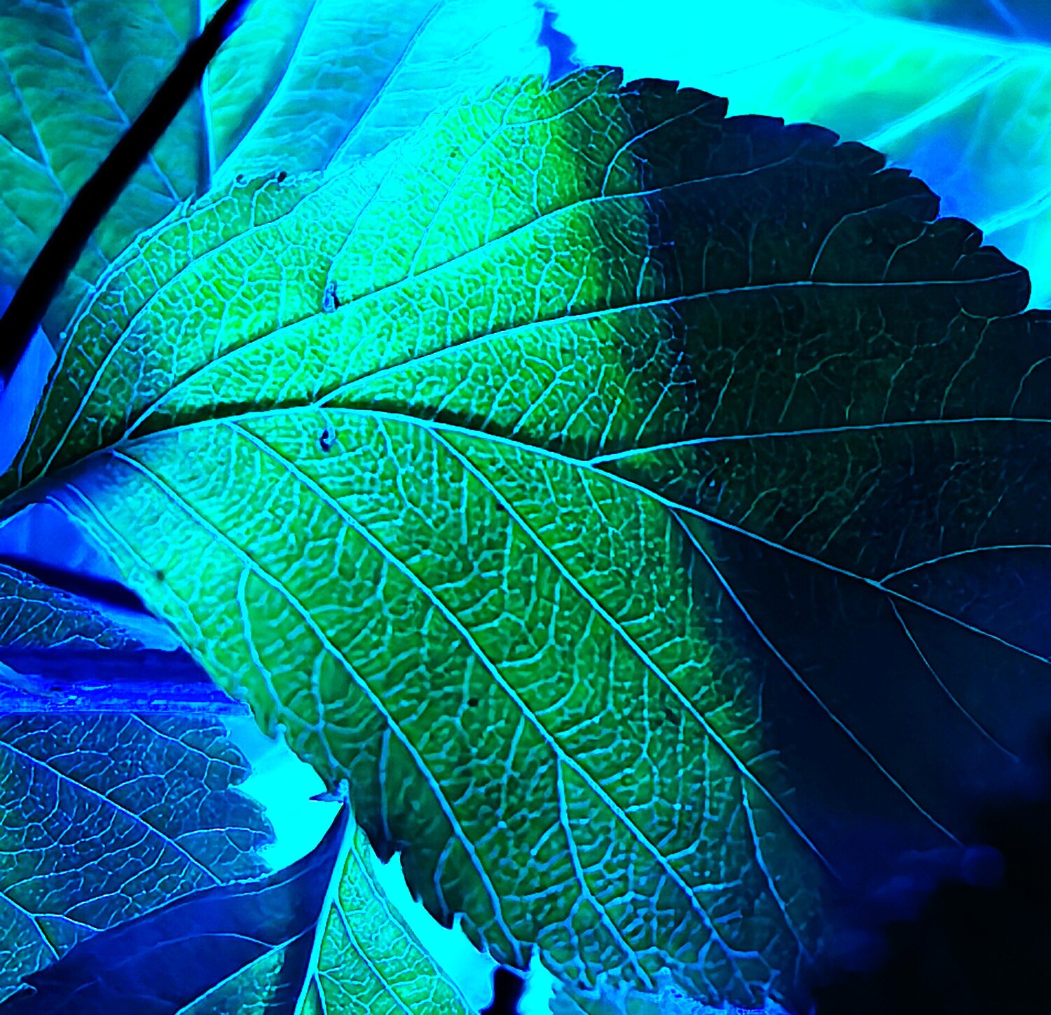 Photo #14134566