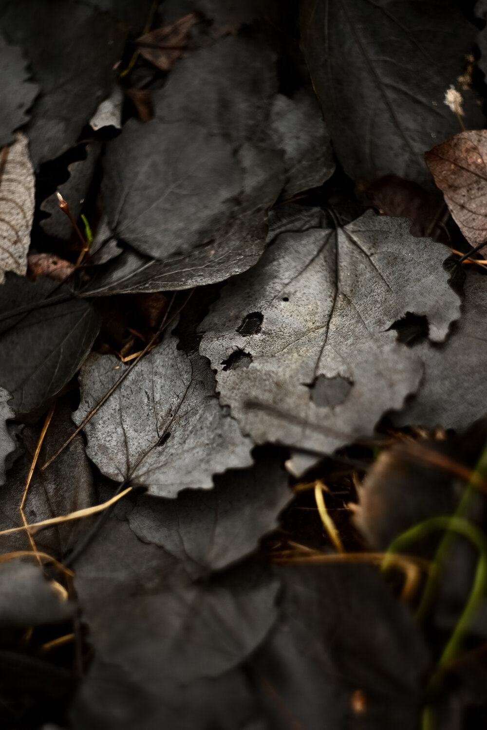 Photo #14134661