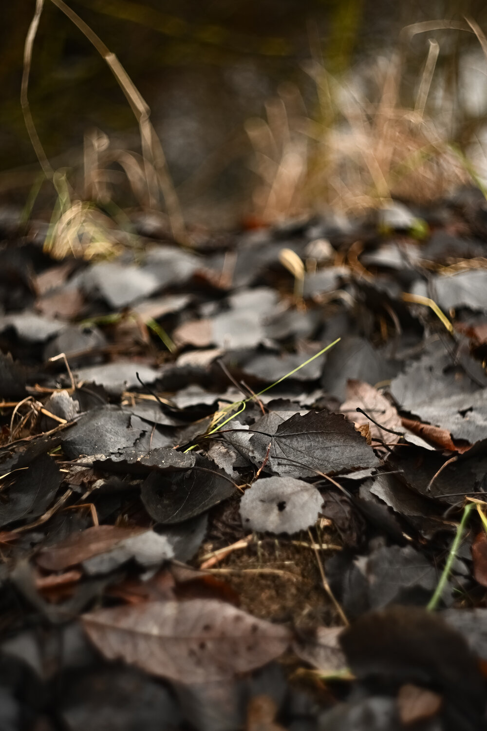 Photo #14134662