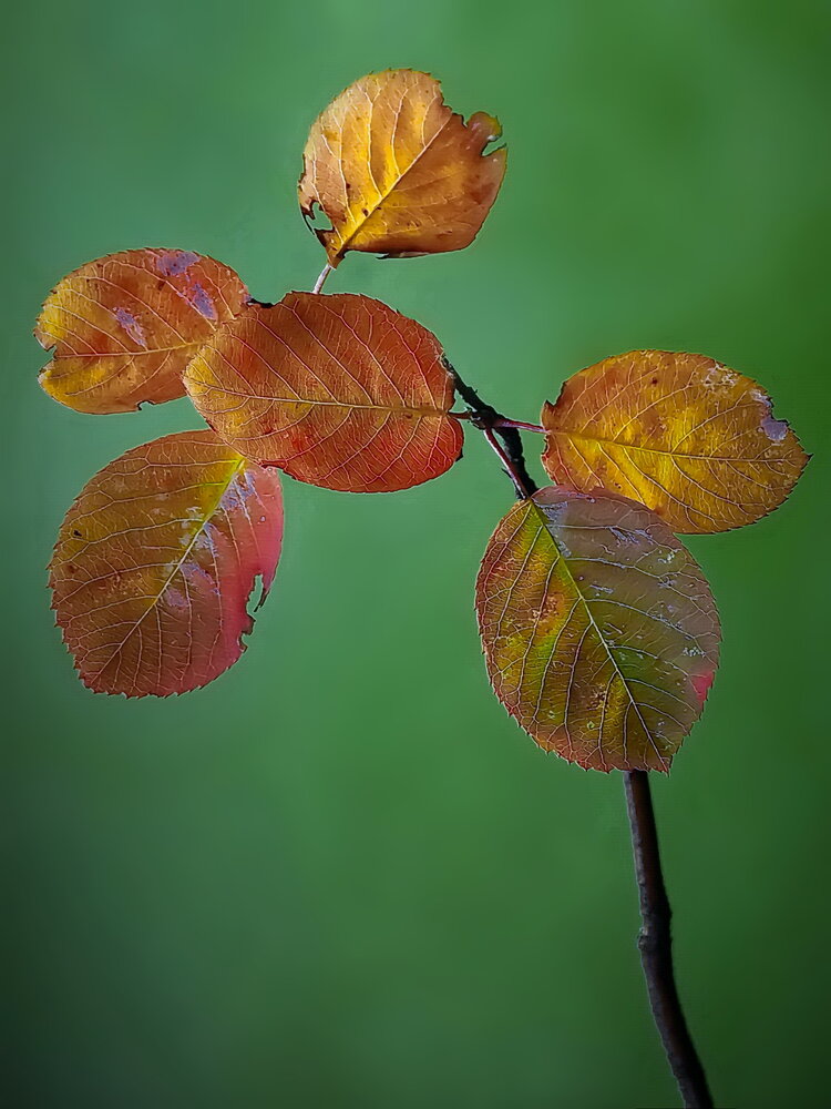 Photograph by Игорь Чеботарёв