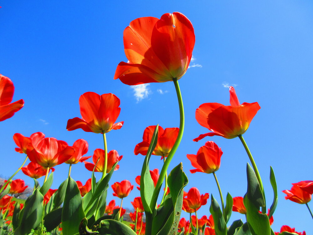 Spring Symphony