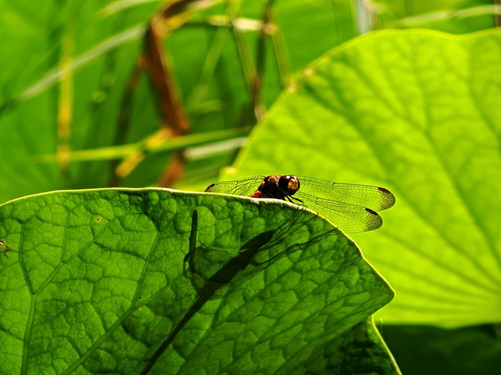 Photograph by 