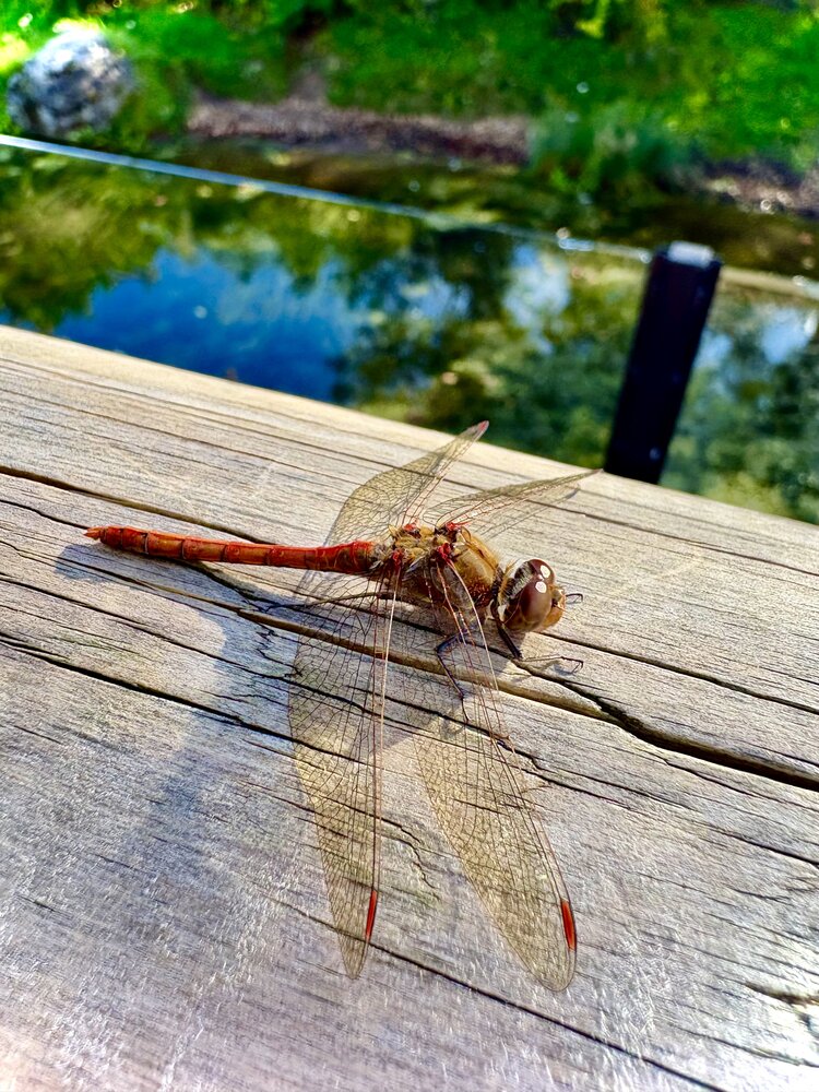Common Darter fly resting