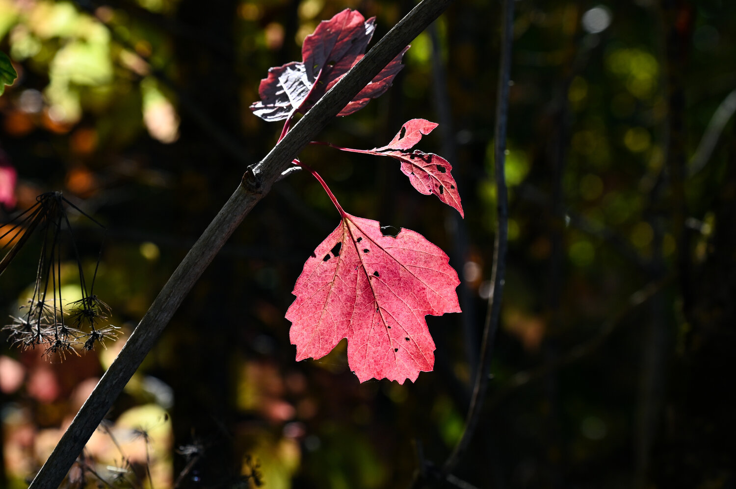 Photo #14135253