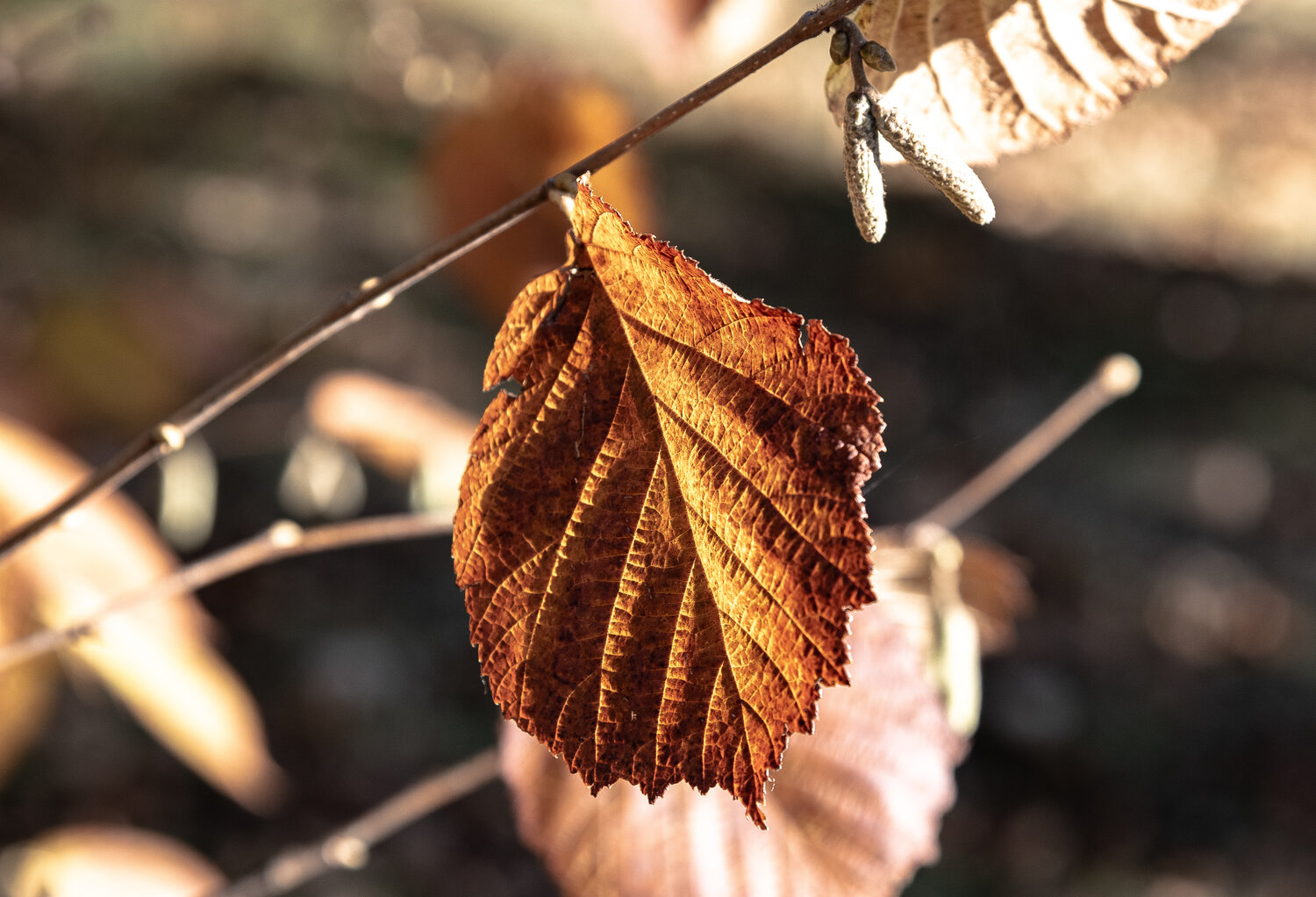 Photo #14135254