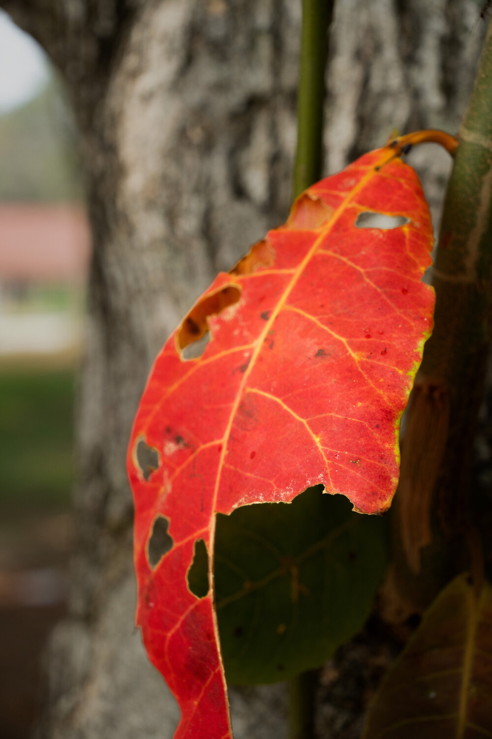 Photo #14135256