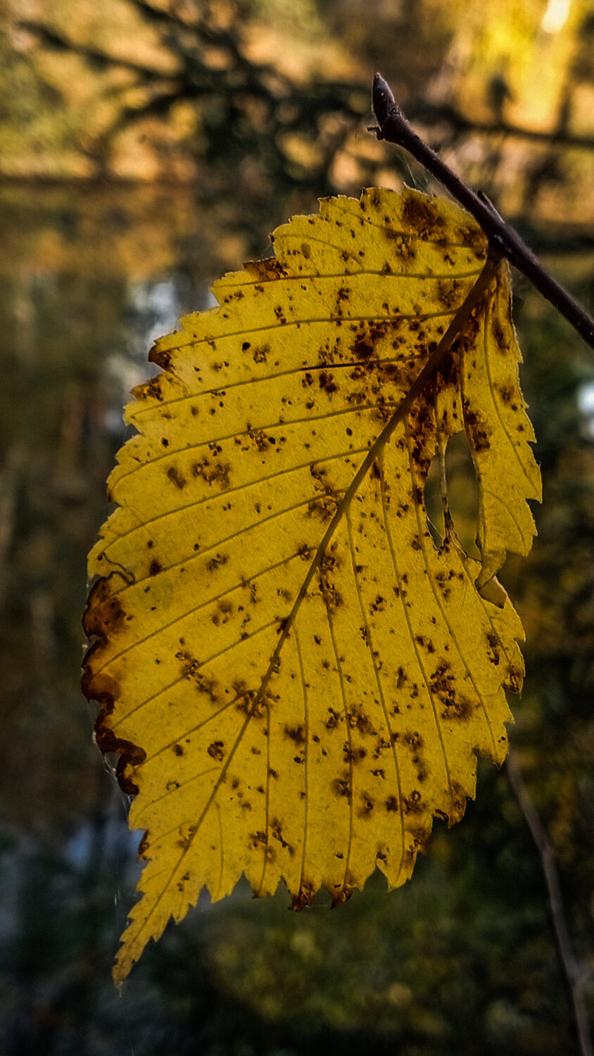 Photo #14135340