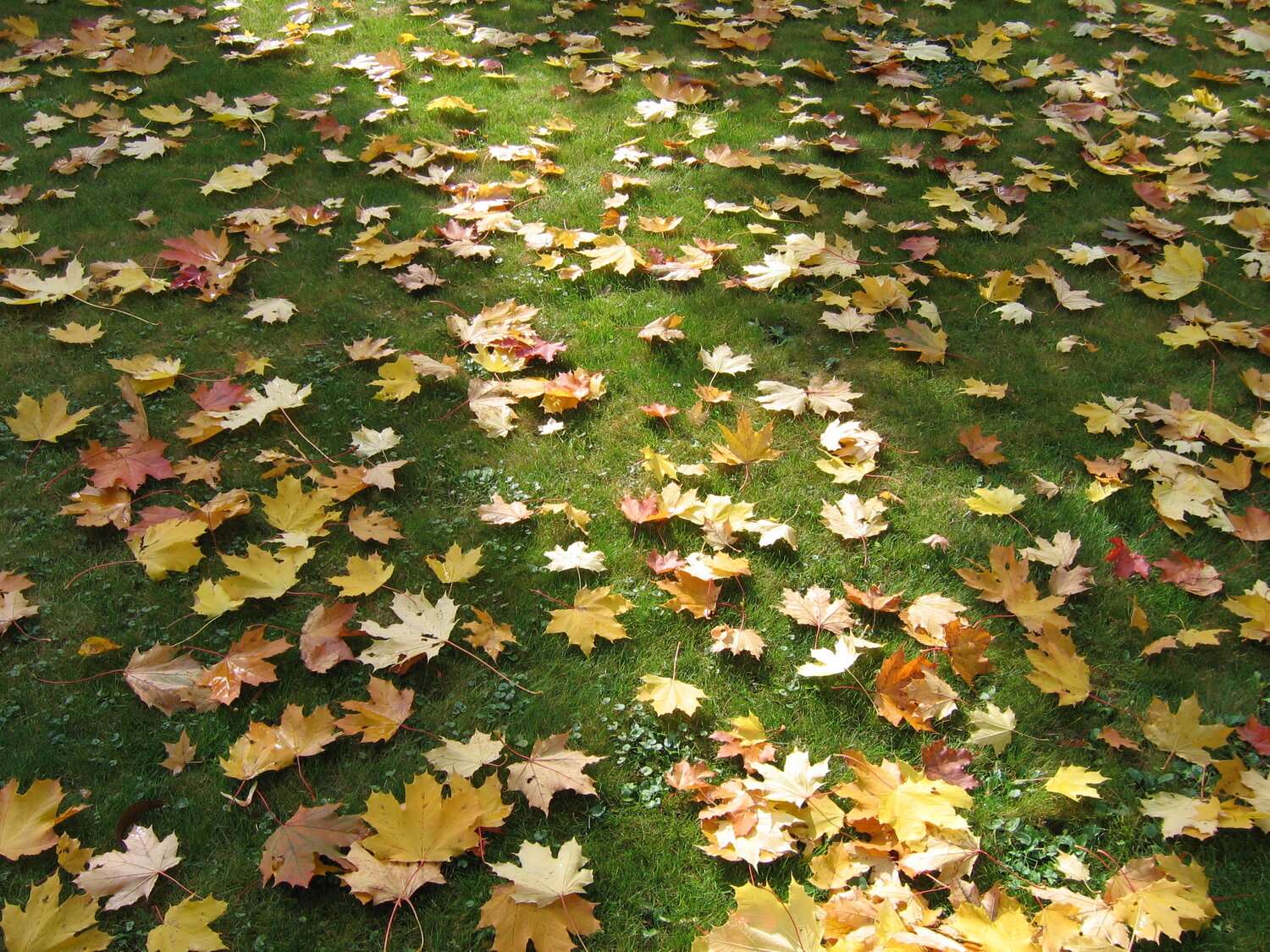 Photo #14135443