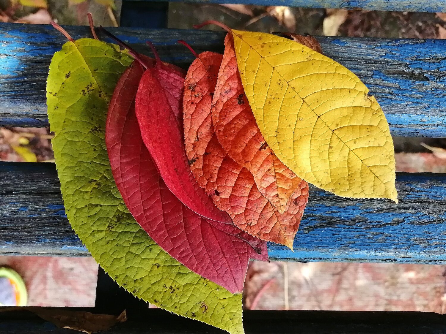 Photo #14135605