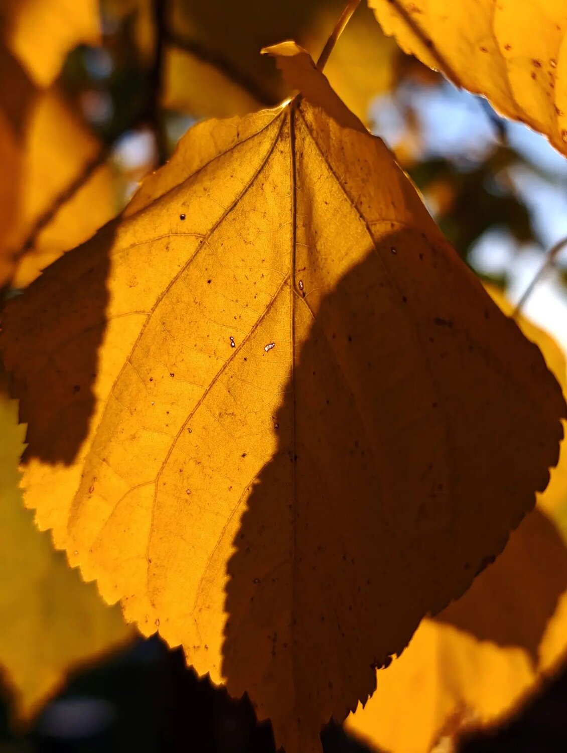 Photo #14135647