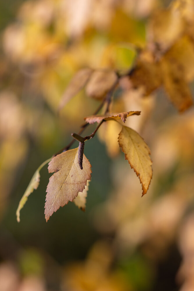 Photograph by Нина Кутина
