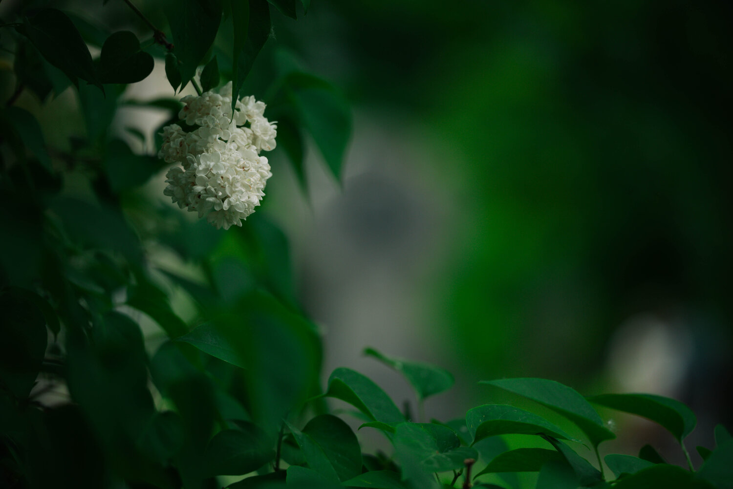 Photo #14135901