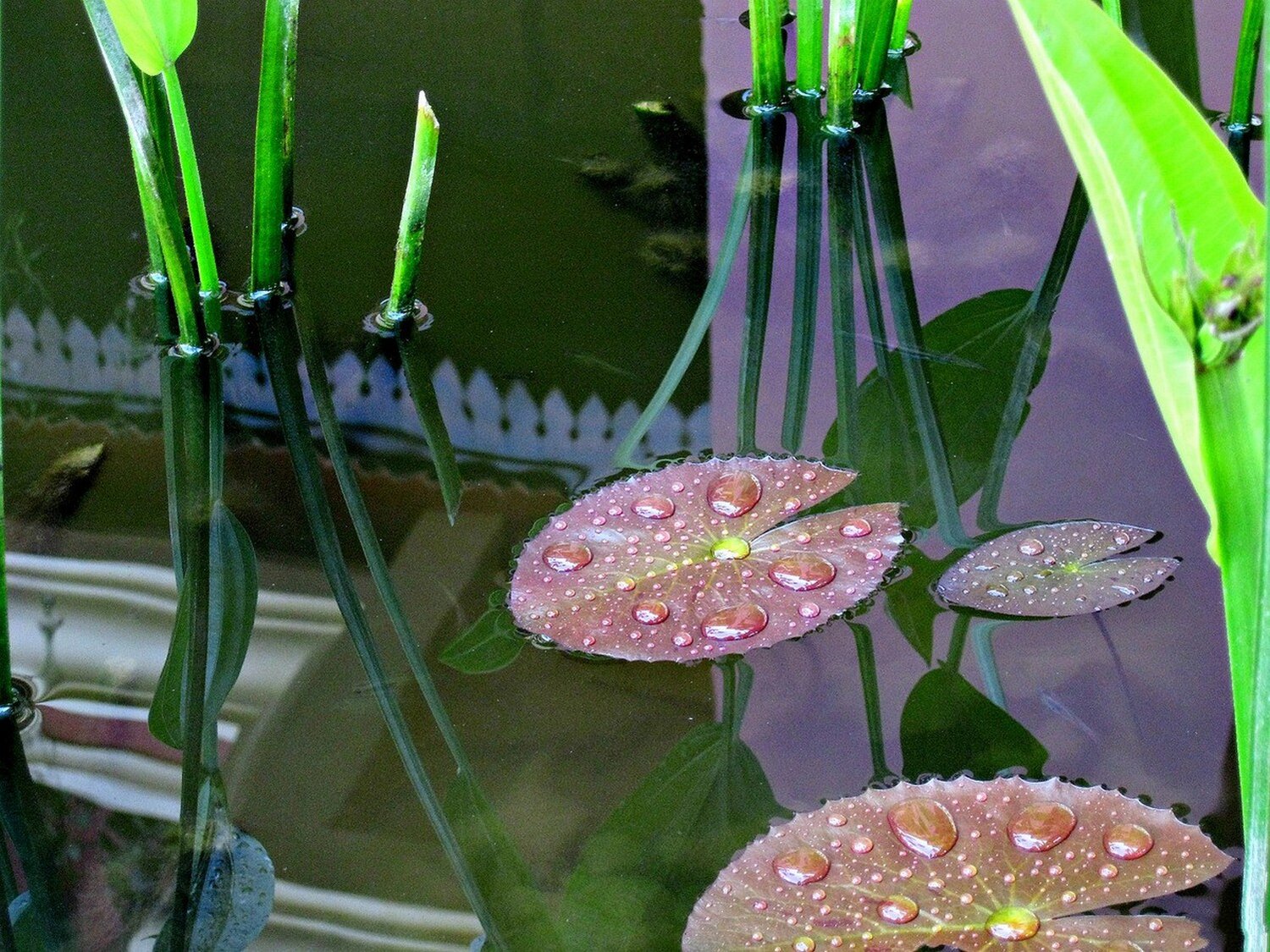 Photo #14135931