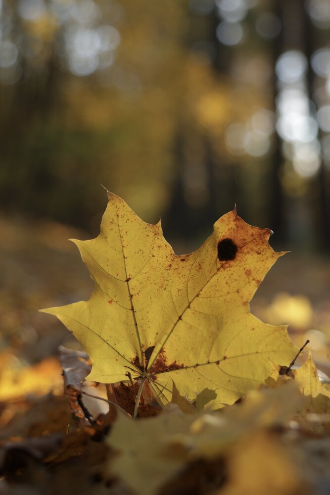 Photograph by Леонид Голубков