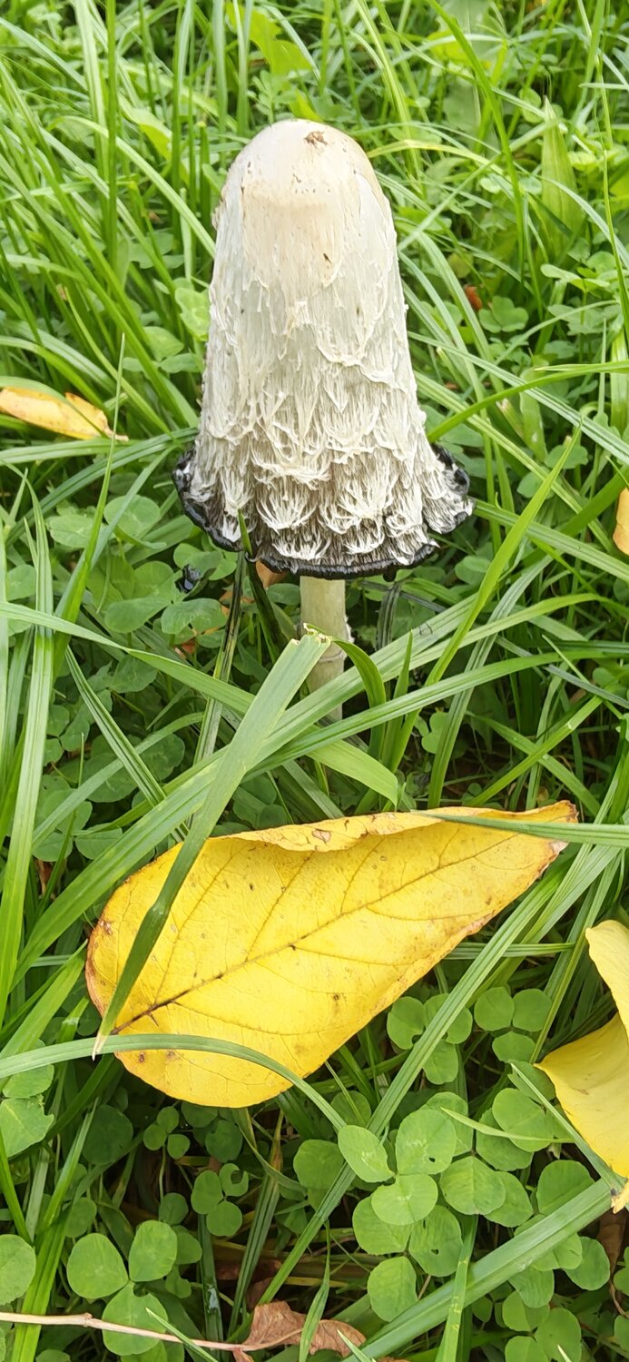 Photo #14136107