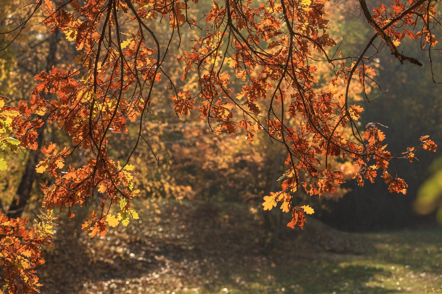 Photo #14136416