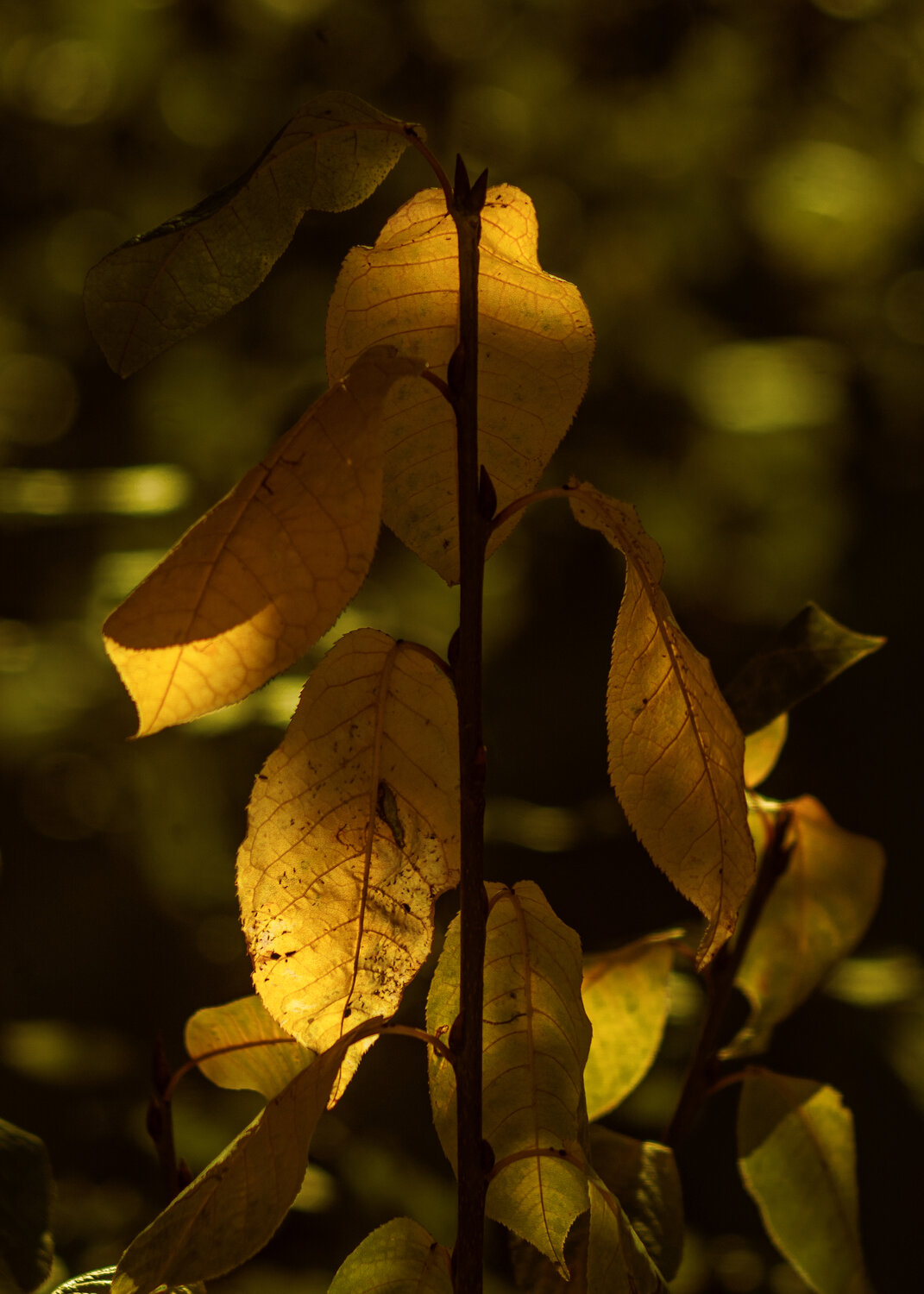 Photo #14136504