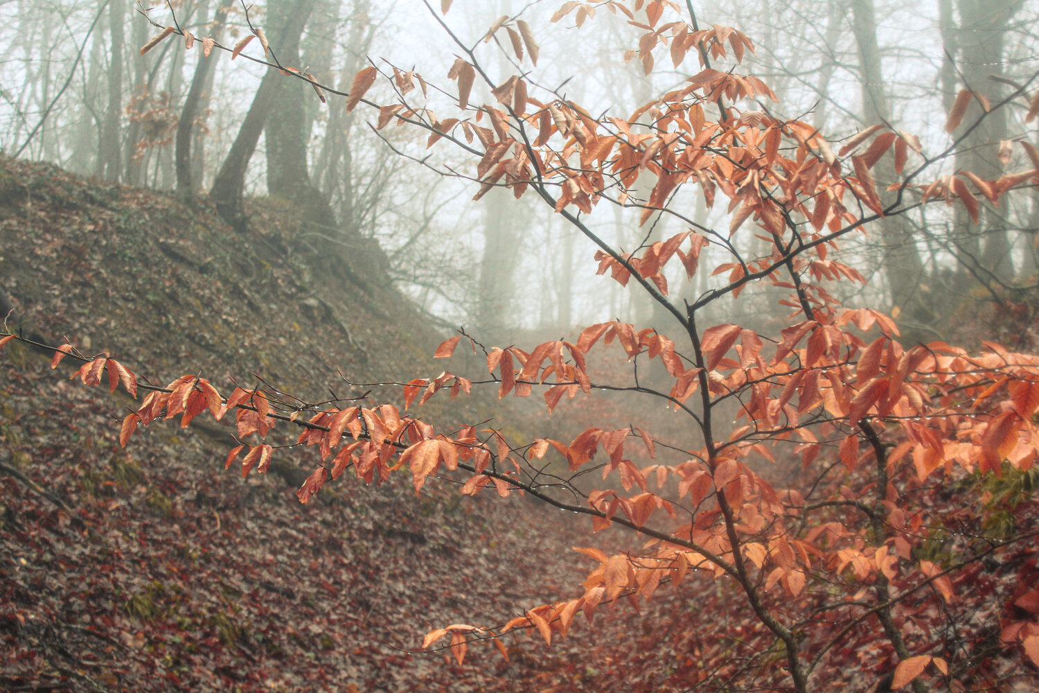 Photo #14136542