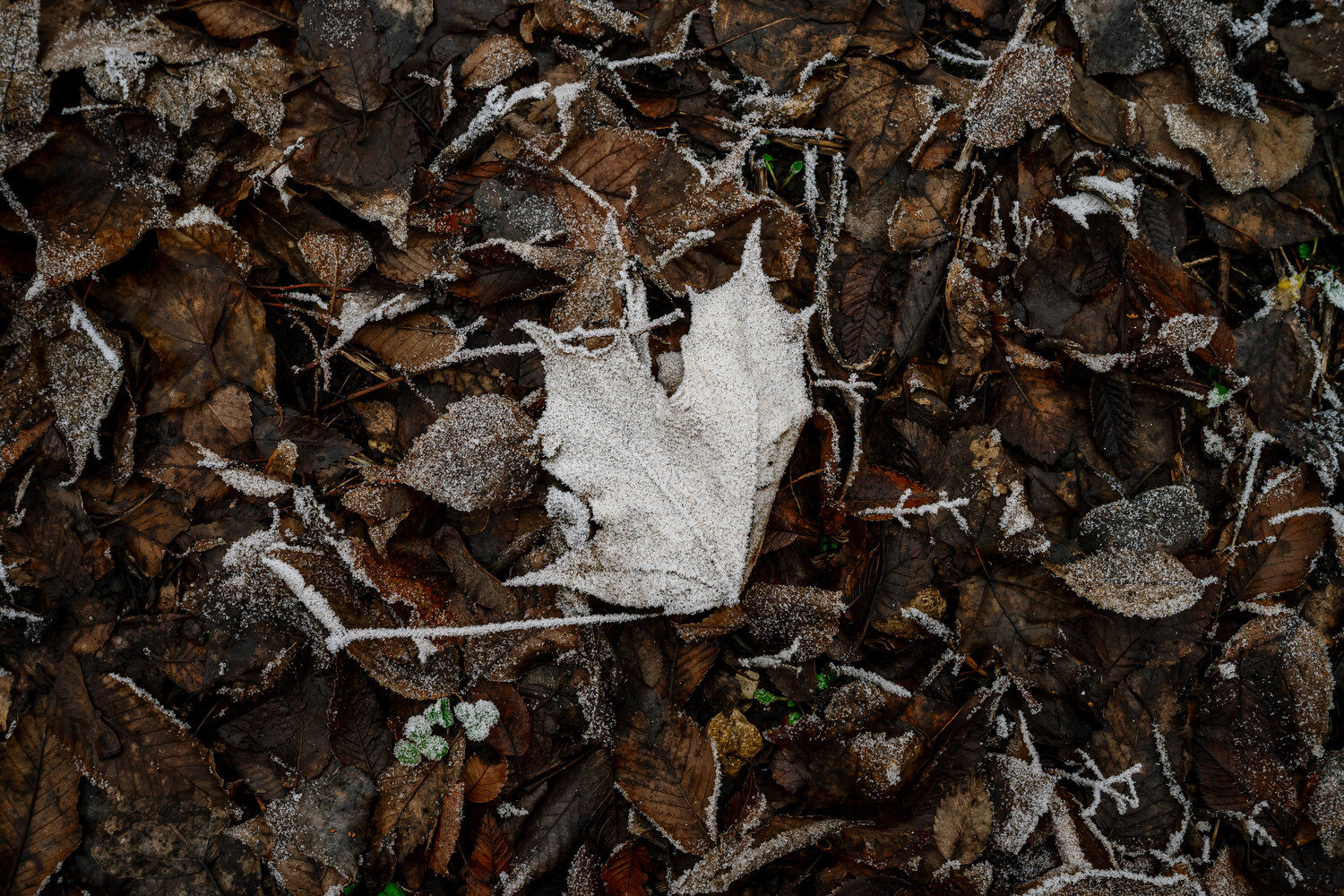 Photo #14136603