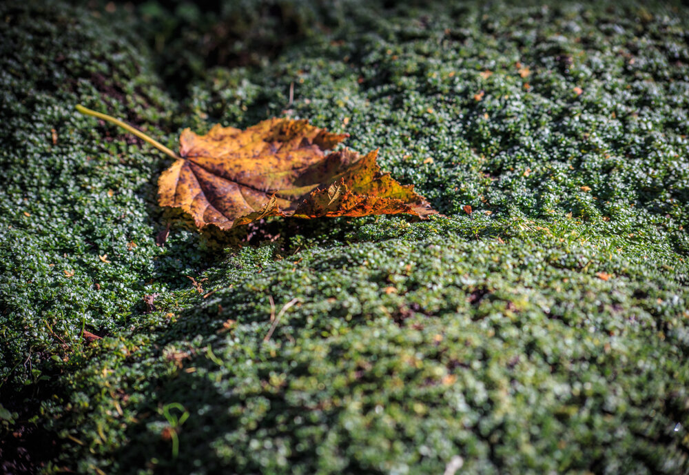 Photograph by Vasily Prokhorov