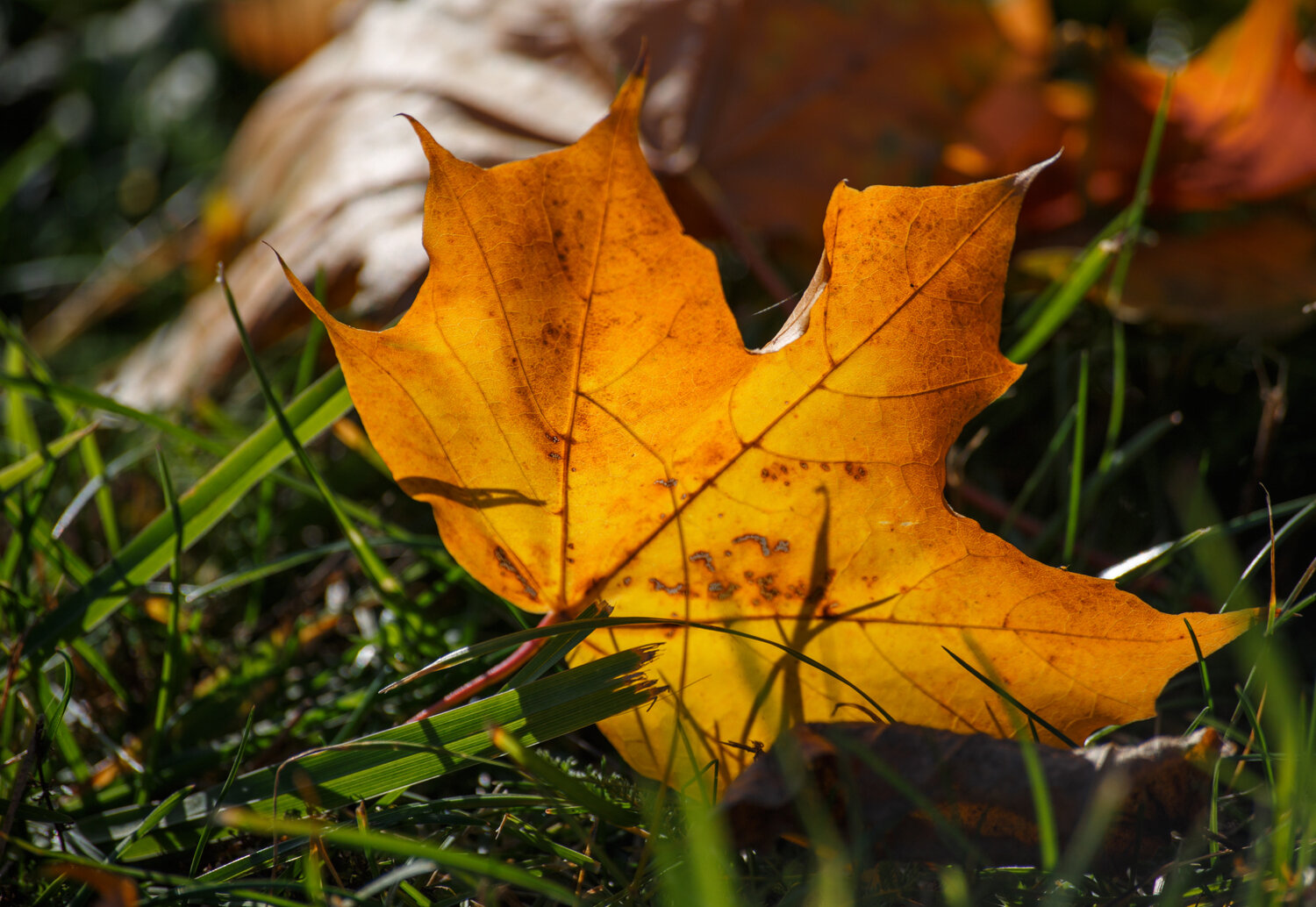 Photo #14136634