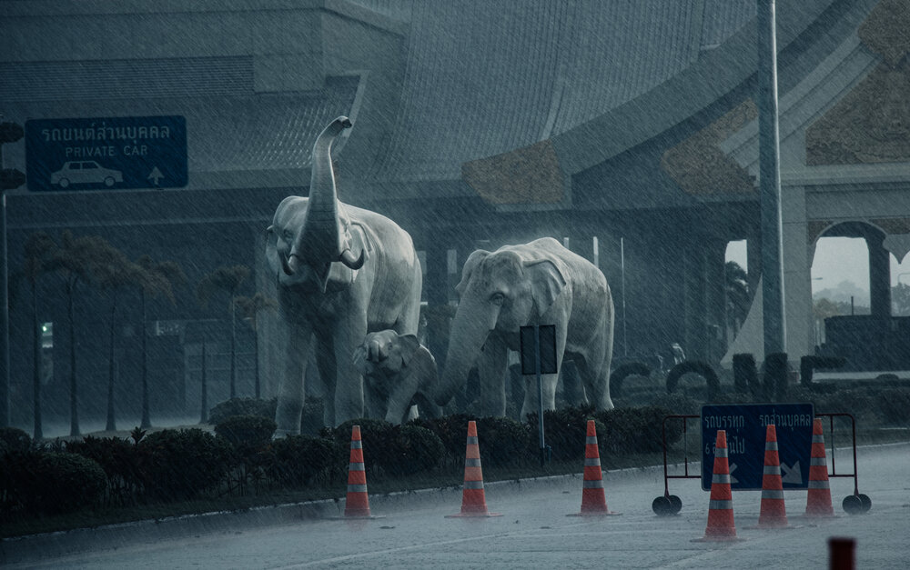 The Elephant Family in the Storm
