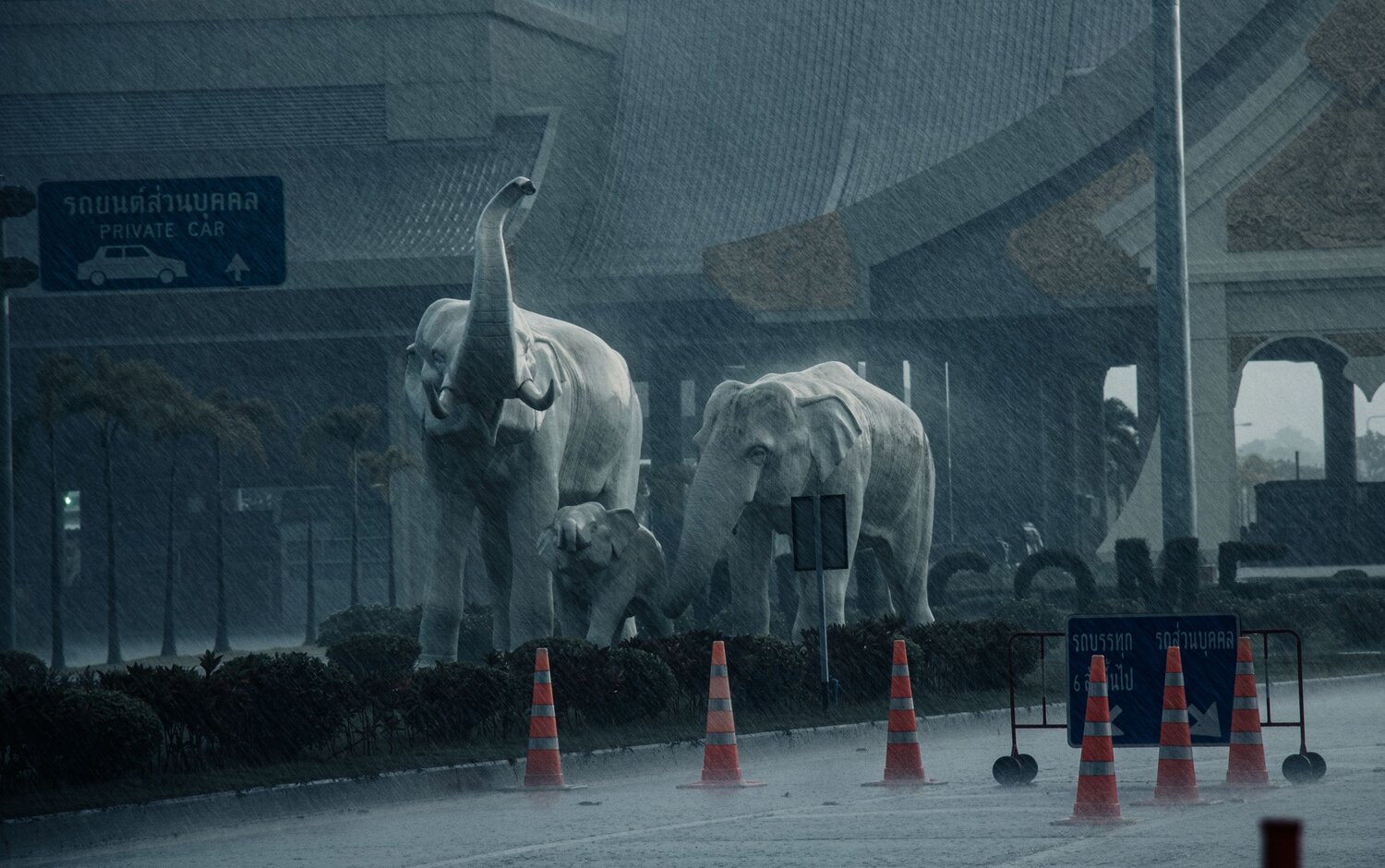 The Elephant Family in the Storm