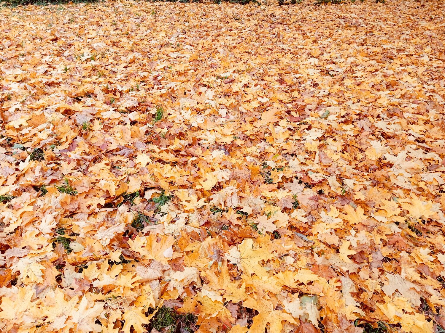 Photo #14137022