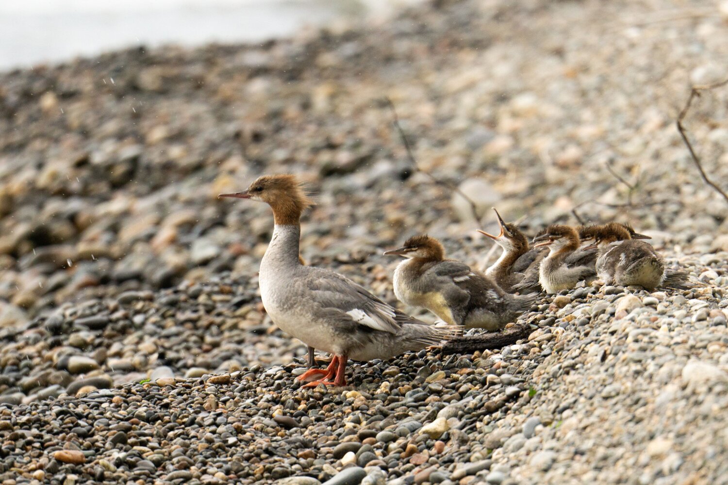 Крохаль и крохи / Merganser and chicks