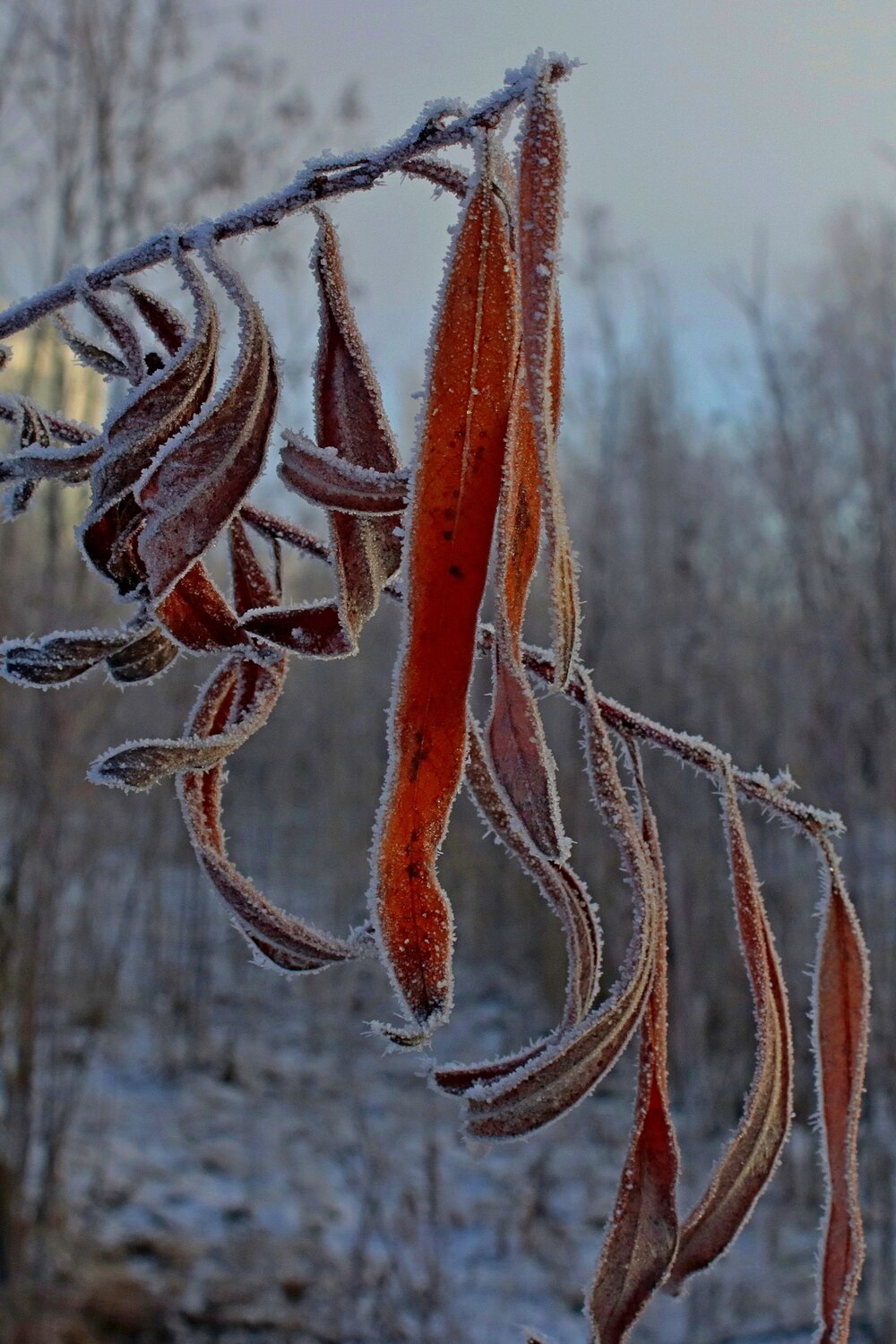 Photo #14137263