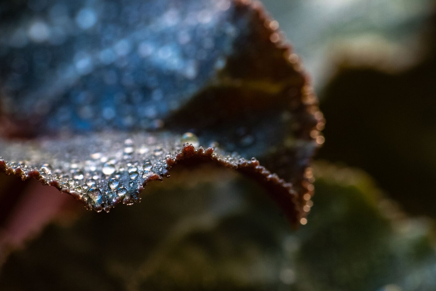 Photo #14137275