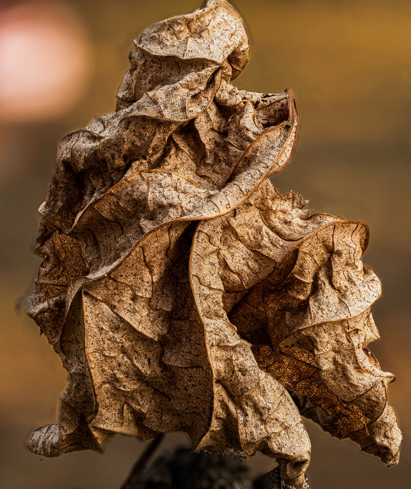 Photograph by БОРИС БЕЛКАНИЯ